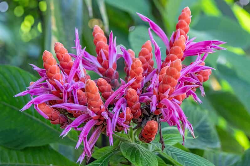 Hilo: Gardens, Waterfalls & Farmers Market Shore Excursion - Hilo: Gardens, Waterfalls & Farmers Market Shore Excursion — A Detailed Review