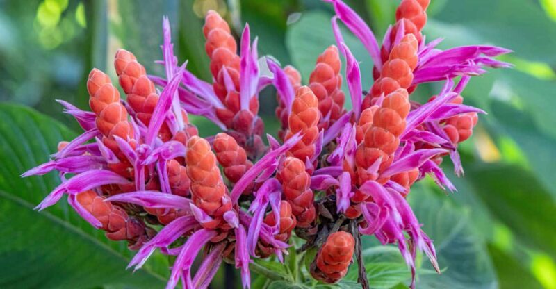 Hilo: Gardens, Waterfalls & Farmers Market Shore Excursion - Botanical Gardens and Biodiversity