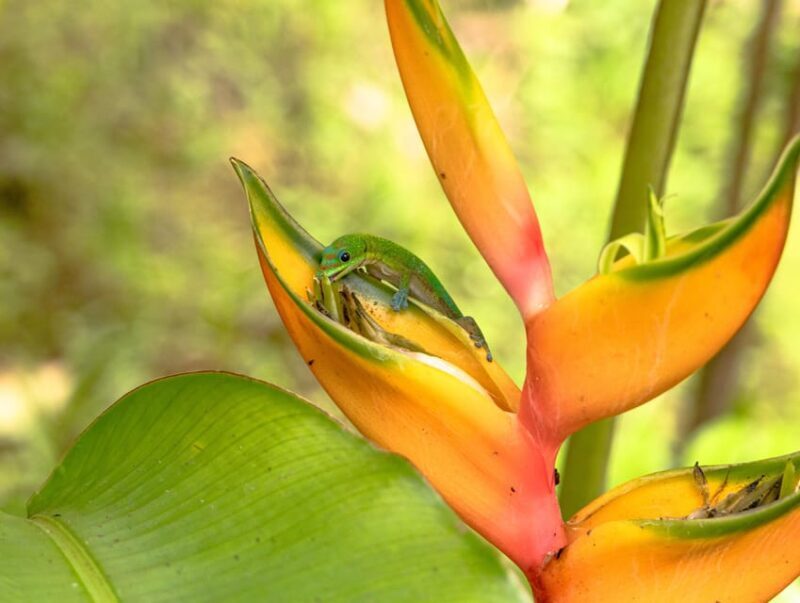 Hilo: Gardens, Waterfalls & Farmers Market Shore Excursion - Scenic Drive and Panoramic Views