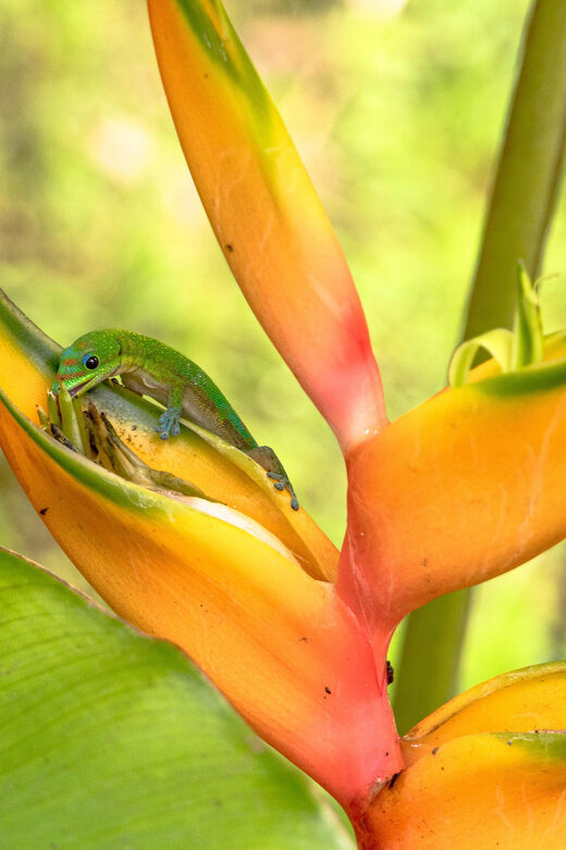 Hilo: Gardens, Waterfalls & Farmers Market Shore Excursion - Akaka Falls State Park: The Crowning Glory