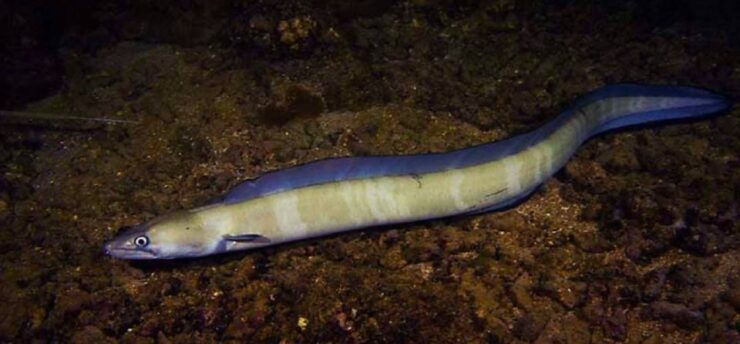Hilo: Night Dive for Certified Divers - Reservation and Payment