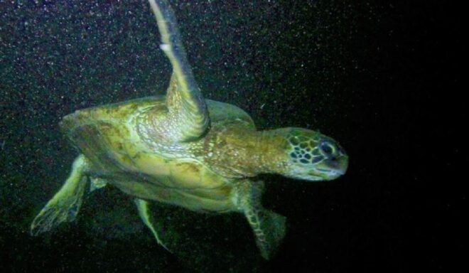 Hilo: Night Dive for Certified Divers - Directions
