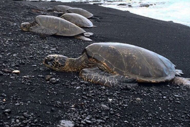 Hilo: Sea Turtle Lagoon and Black Sand Beach Snorkel - Overview of Hilo Snorkel Experience