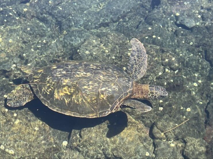 Hilo: Sea Turtle Lagoon and Black Sand Beach Snorkel - Encounter Marine Life in Hilos Coral Reefs