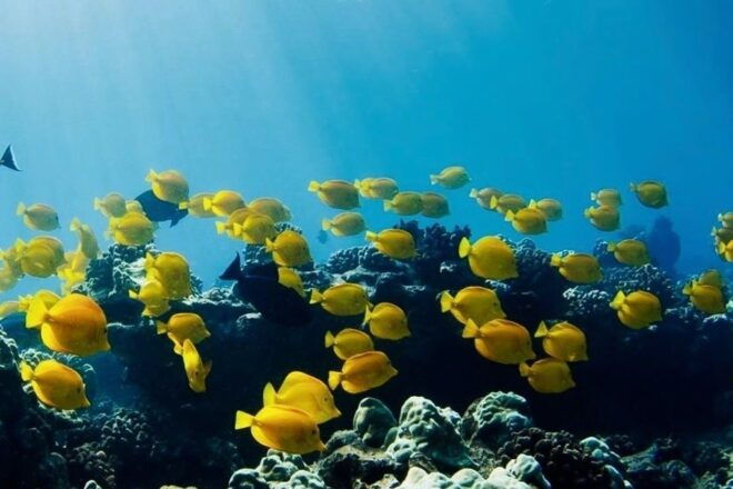 Hilo: Sea Turtle Lagoon and Black Sand Beach Snorkel - Small-Group Snorkeling Tour Along Hilo Coastline