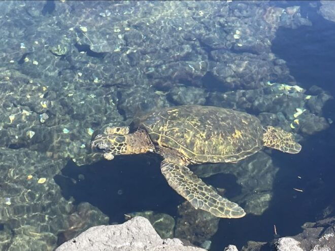 Hilo: Sea Turtle Lagoon and Black Sand Beach Snorkel - Snorkel Stops and Island Snacks