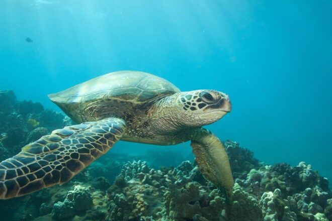 Hilo: Sea Turtle Lagoon and Black Sand Beach Snorkel - Product Details and Location Information