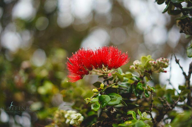 Hilo Shore Excursion: Private Kilauea Volcano Tour - What’s Included and What to Expect