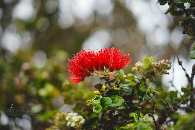 Hilo Shore Excursion: Private Kilauea Volcano Tour - The Sum Up