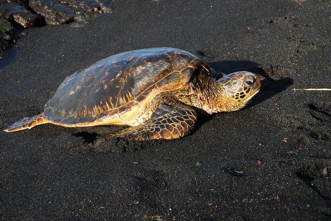 Hilo Shore Excursion: Volcanoes National Park, Rainbow Falls and Highlights - Highlights and Sights