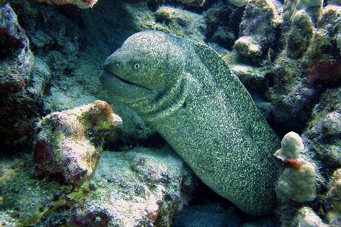Hilos Remote Tropical Reef 2 Tank Boat Dive - Booking Details