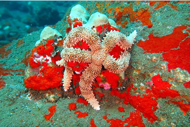 Hilos Remote Tropical Reef 2 Tank Boat Dive - Inclusions