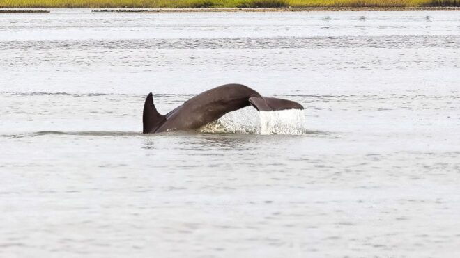 Hilton Head: Calibogue Sound Private Dolphin Boat Charter - Inclusions