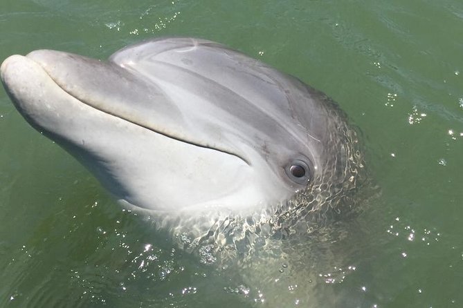 Hilton Head Dolphin Watching Cruise With Fireworks Display - Boat Capacity and Dolphin Spotting