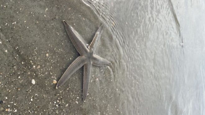 Hilton Head: Guided Disappearing Island Tour by Mini Boat - Visit Disappearing Island: A Remote Sandbank