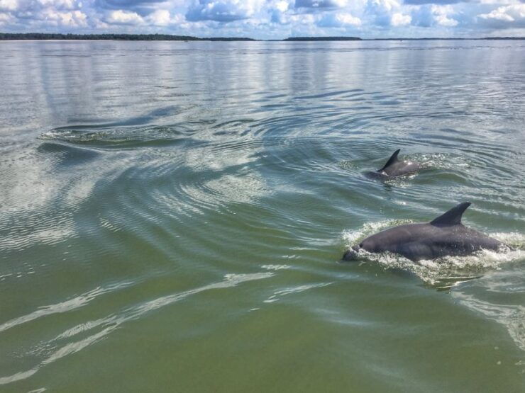 Hilton Head Island: 2-Hour Guided Creek Cat Tour - Booking and Duration