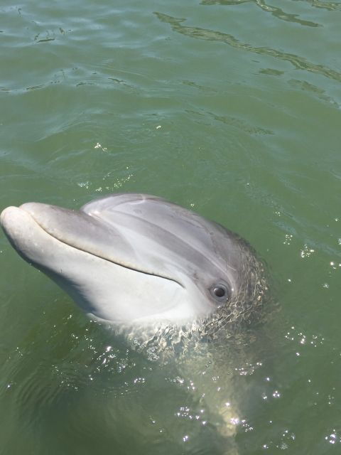 Hilton Head Island: 2-Hour Guided Creek Cat Tour - Drive Your Own Creek Cat Boat