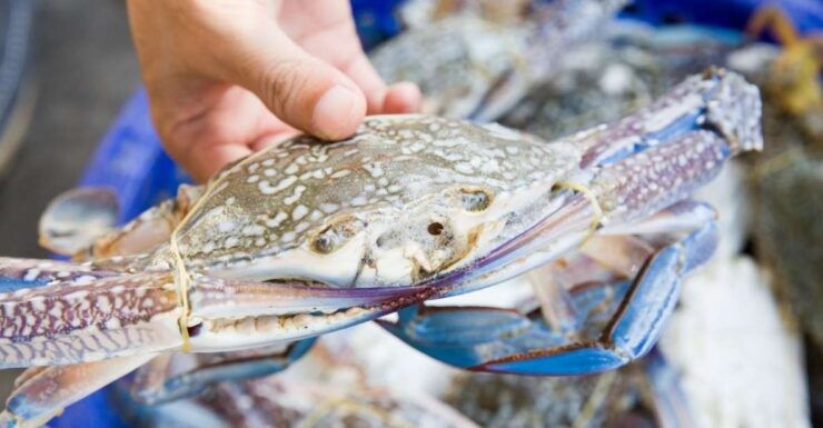 Hilton Head Island: Crabbing Expedition Boat Tour - Good To Know