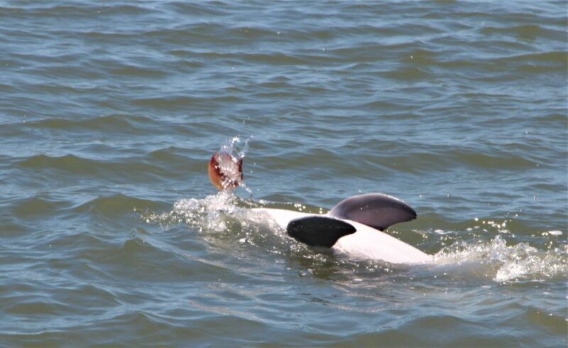 Hilton Head Island: Daytime Dolphin Watching Boat Tour - Introduction