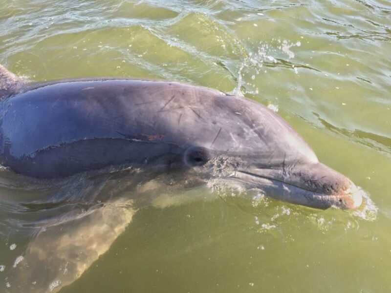 Hilton Head Island: Daytime Dolphin Watching Boat Tour - Good To Know