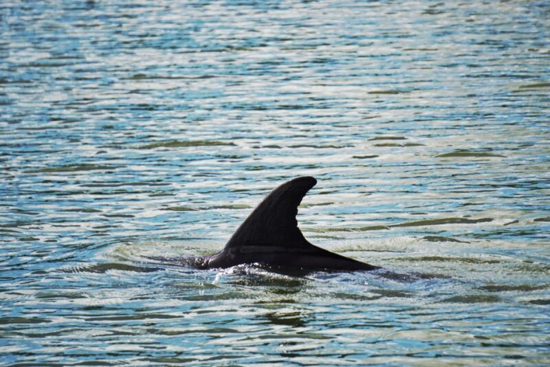 Hilton Head Island: Disappearing Island and Dolphin Tour - Good To Know