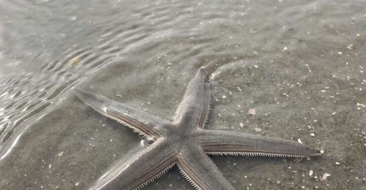 Hilton Head Island: Disappearing Island Dolphin Tour - Tour Highlights & Itinerary