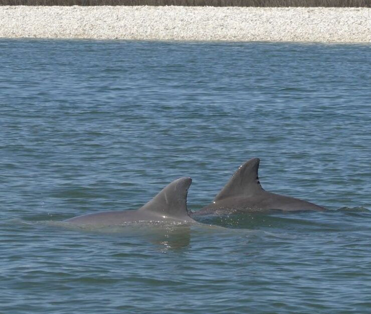 Hilton Head Island: Dolphin and Nature Tour - Activity Details