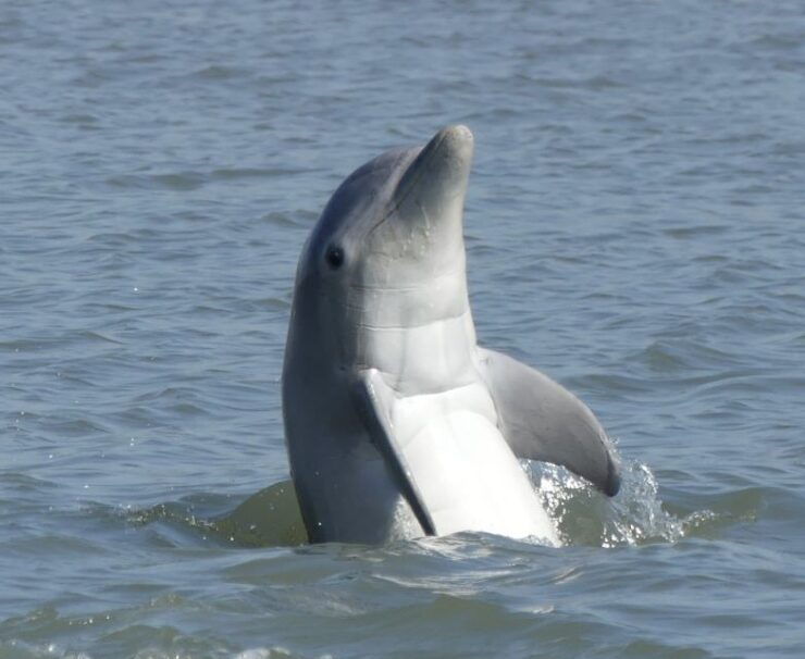 Hilton Head Island: Dolphin and Nature Tour - Experience Highlights
