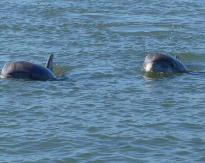 Hilton Head Island: Dolphin and Nature Tour - Product Details