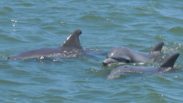 Hilton Head Island: Dolphin and Nature Tour - Directions