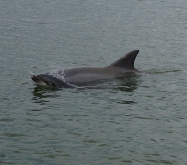 Hilton Head Island: Dolphin and Nature Tour - Common Questions