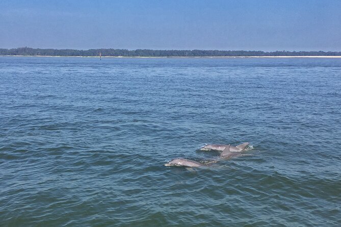 Hilton Head Island Dolphin Boat Cruise - Overview and Meeting Point