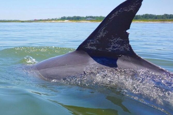 Hilton Head Island Dolphin Boat Cruise - What To Expect