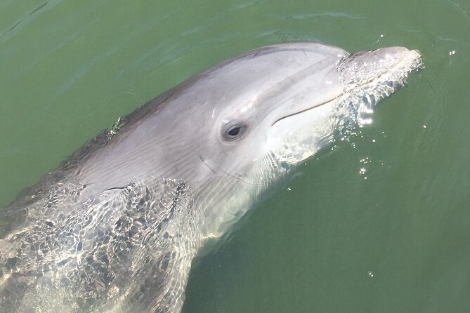 Hilton Head Island Dolphin Boat Cruise - Traveler Photos and Reviews