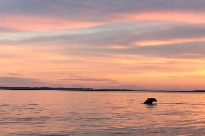 Hilton Head Island Dolphin Boat Cruise - Tips for a Successful Dolphin Cruise