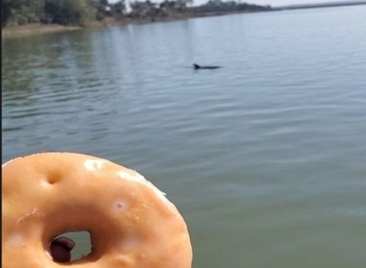 Hilton Head Island: Dolphin Watching Cruise With Donuts - Experience Details