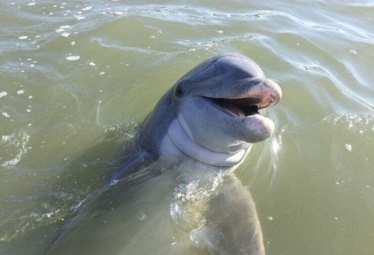 Hilton Head Island: Dolphin Watching Guided Tour by Boat - Booking Information