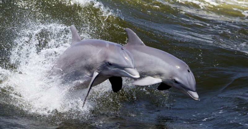 Hilton Head Island: Ocean Dolphin Cruise - What to Expect on the Ocean Dolphin Cruise