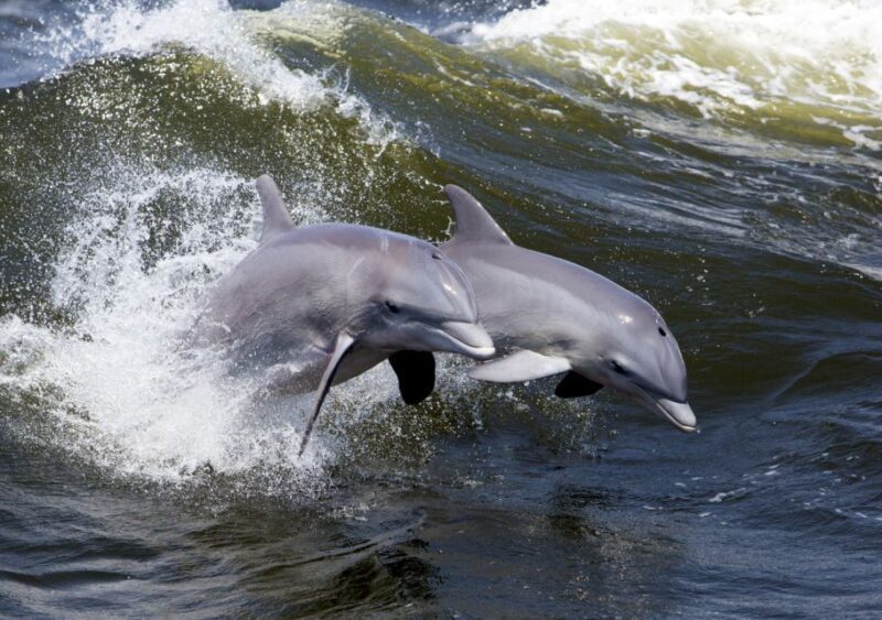 Hilton Head Island: Ocean Dolphin Cruise - Frequently Asked Questions