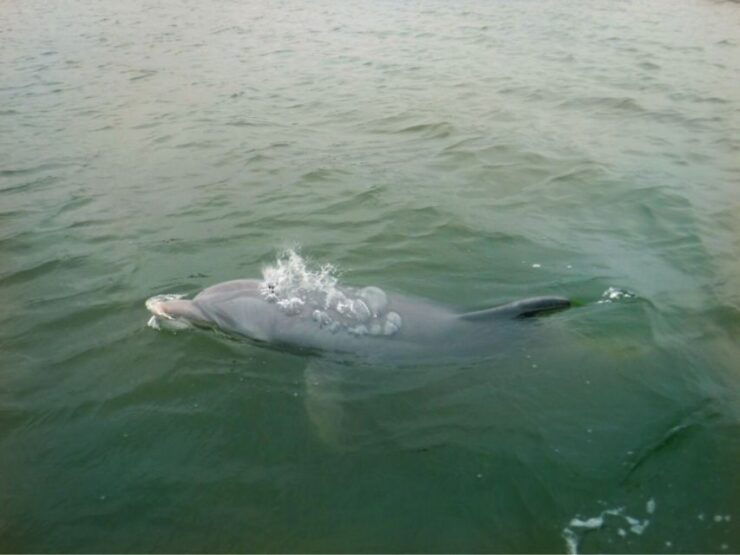 Hilton Head Island: Private Dolphin Watching Boat Tour - Booking Details