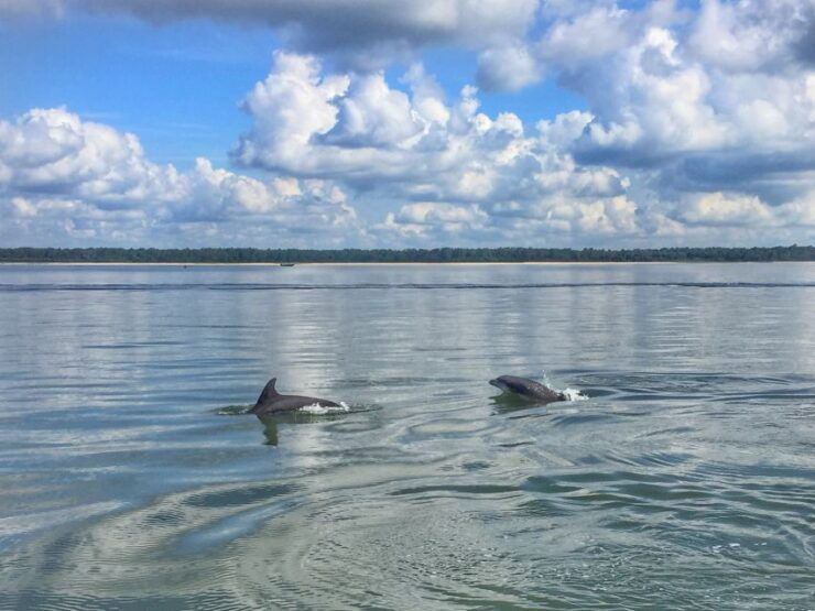 Hilton Head Island: Private Dolphin Watching Boat Tour - Highlights of the Tour