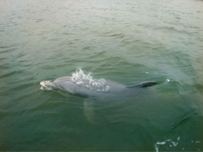 Hilton Head Island: Sunset Creek Cat Boat Tour - Age Restriction