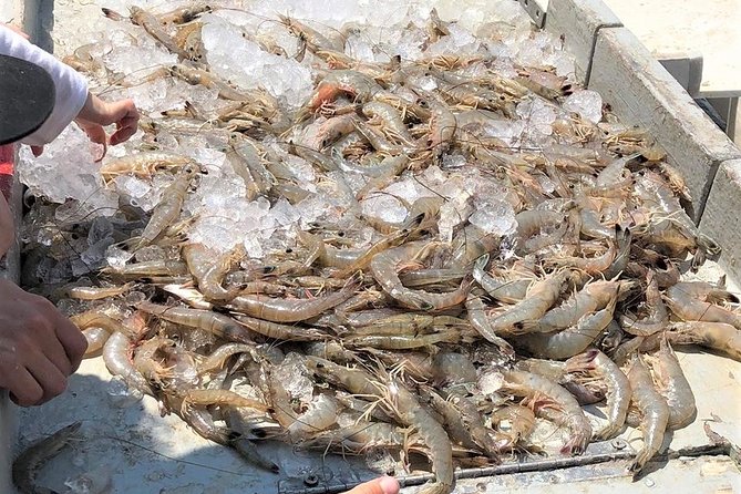 Hilton Head Shrimp Trawling Boat Cruise - What to Expect