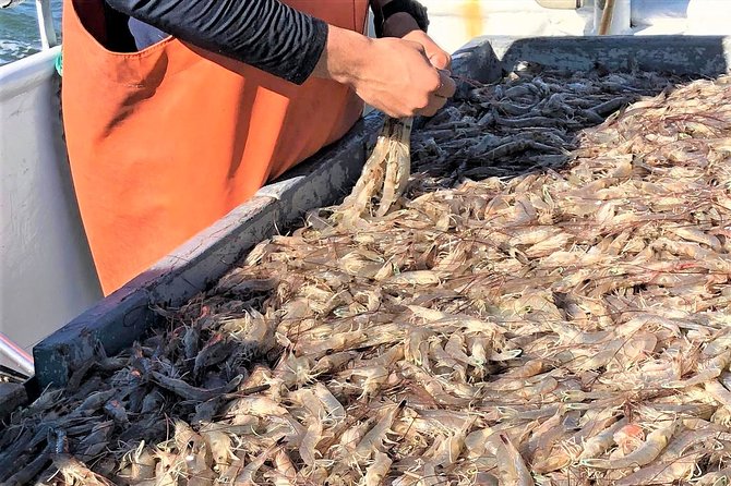 Hilton Head Shrimp Trawling Boat Cruise - Variety of Sea Life