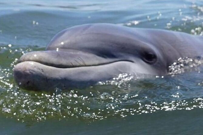 Hilton Head Sunrise Dolphin Tour - What to Expect from the Hilton Head Sunrise Dolphin Tour