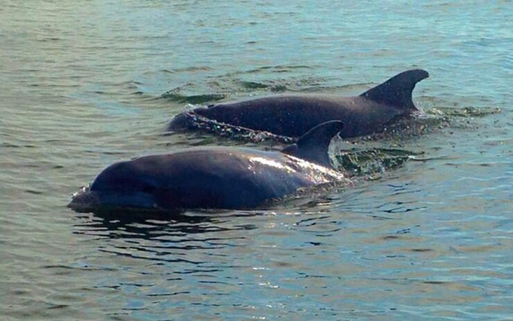 Hilton Head: Sunset or Daytime Dolphin Watching Cruise - Wildlife Experience