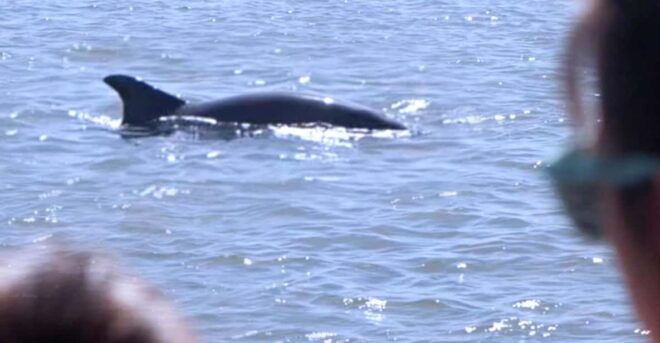 Hilton Head: Sunset or Daytime Dolphin Watching Cruise - Tour Features