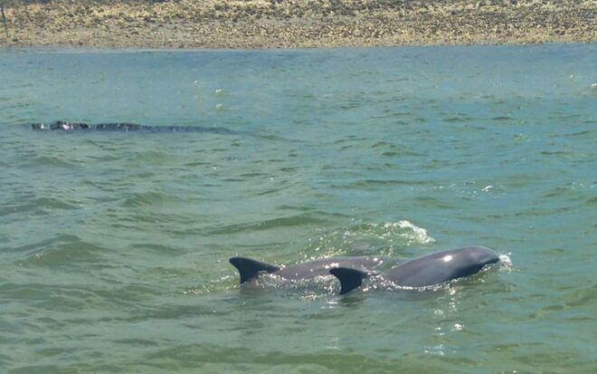 Hilton Head: Sunset or Daytime Dolphin Watching Cruise - Meeting Information