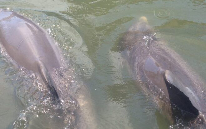 Hilton Head: Sunset or Daytime Dolphin Watching Cruise - Important Guidelines
