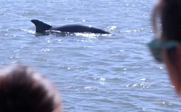 Hilton Head: Sunset or Daytime Dolphin Watching Cruise - Itinerary and Schedule